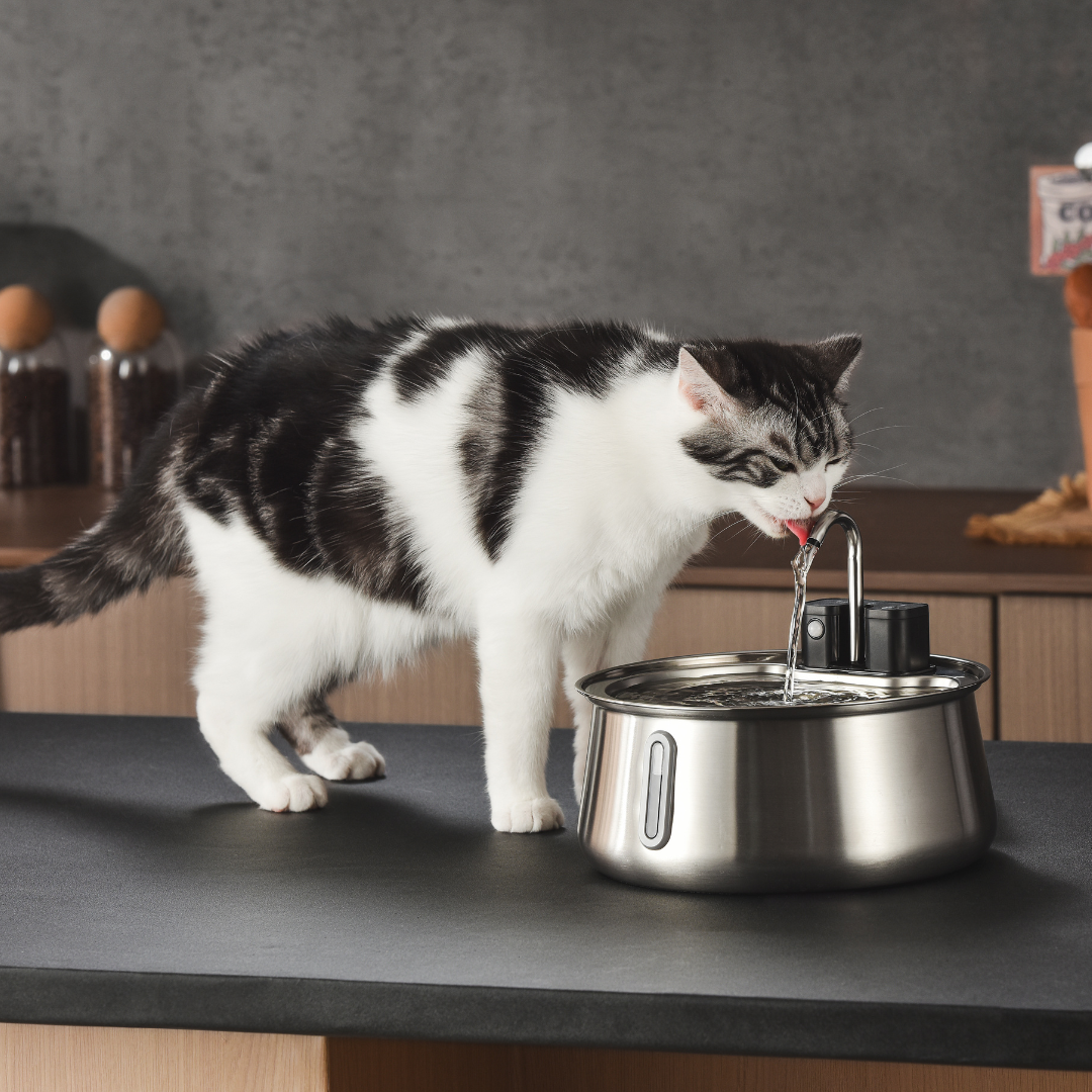 Wireless 2.0 KittySpout Value Bundle