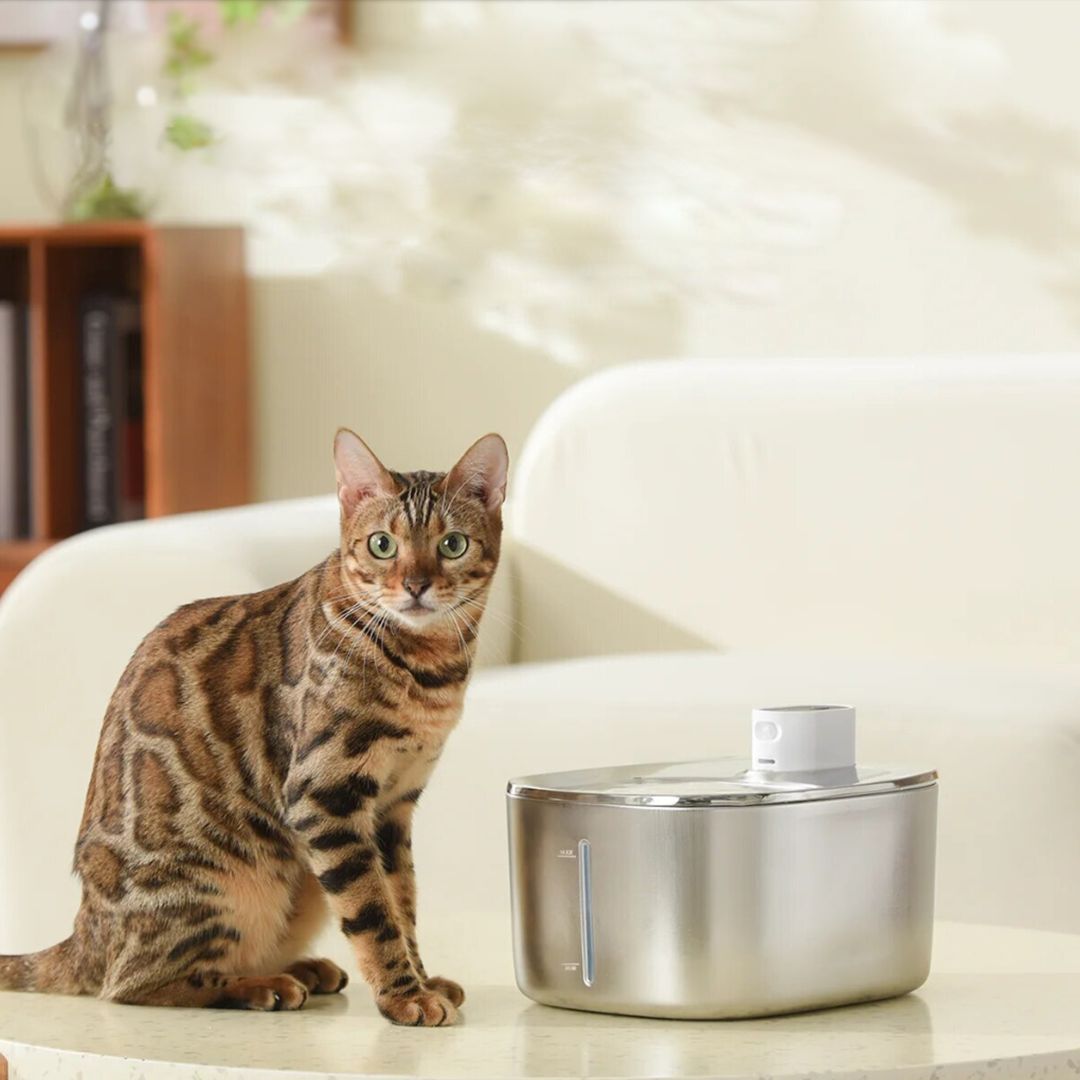 Wireless KittySpout Replacement Filters - 2-month Subscription