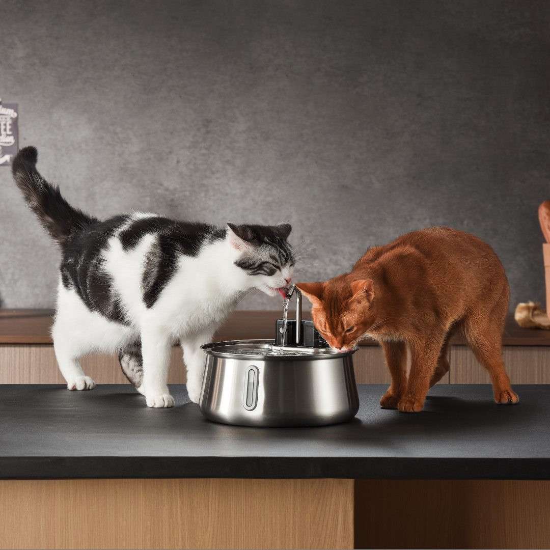Wireless 2.0 KittySpout Value Bundle